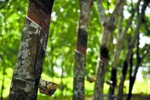 天然橡膠行情|2021年前8個(gè)月科特迪瓦天膠出口量 天然橡膠行情|2021年前8個(gè)月科特迪瓦天膠出口量